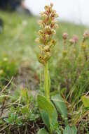 Plancia ëd Dactylorhiza viridis (L.) R. M. Bateman, Pridgeon & M. W. Chase