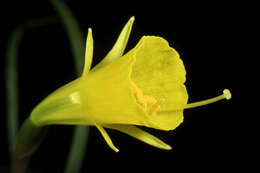 Image of petticoat daffodil