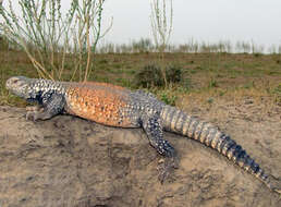 Saara loricata (Blanford 1874)的圖片