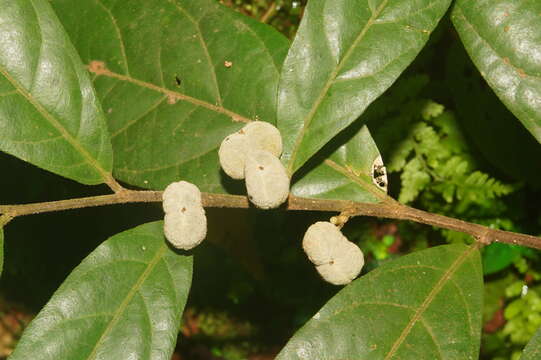 Image of Dichapetalum gelonioides (Roxb.) Engl.