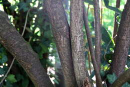 Plancia ëd Viburnum rhytidophyllum Hemsl. ex Forb. & Hemsl.