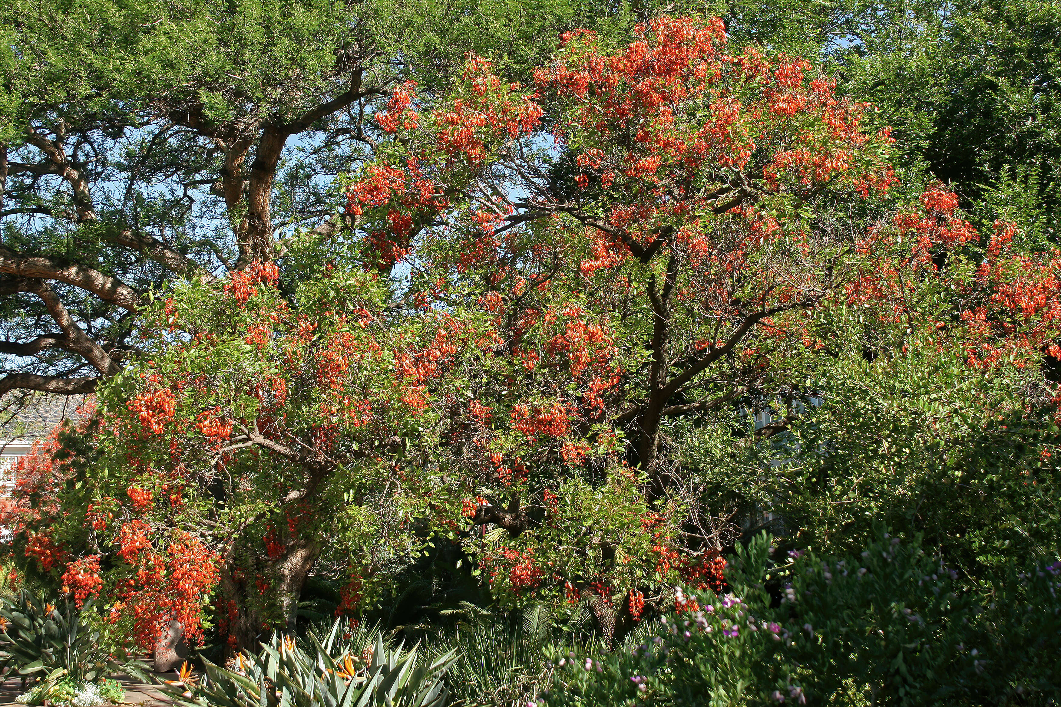 Erythrina falcata Benth. resmi