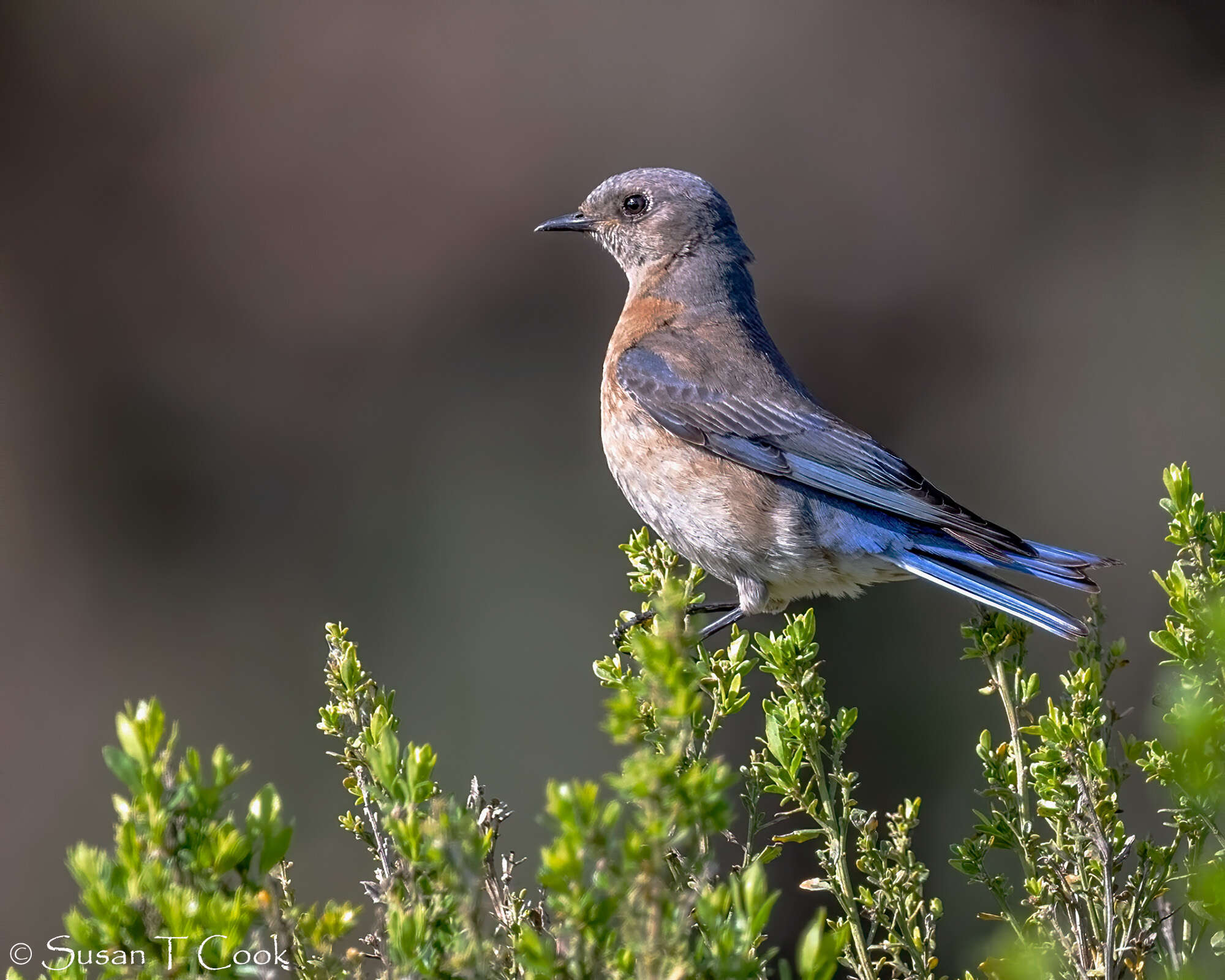 Image of Western Bluebird