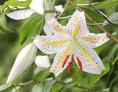 Lilium auratum Lindl. resmi