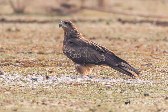 Image of Black Kite