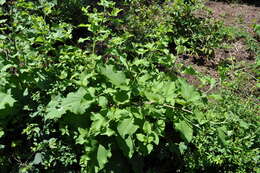 Image of common burdock