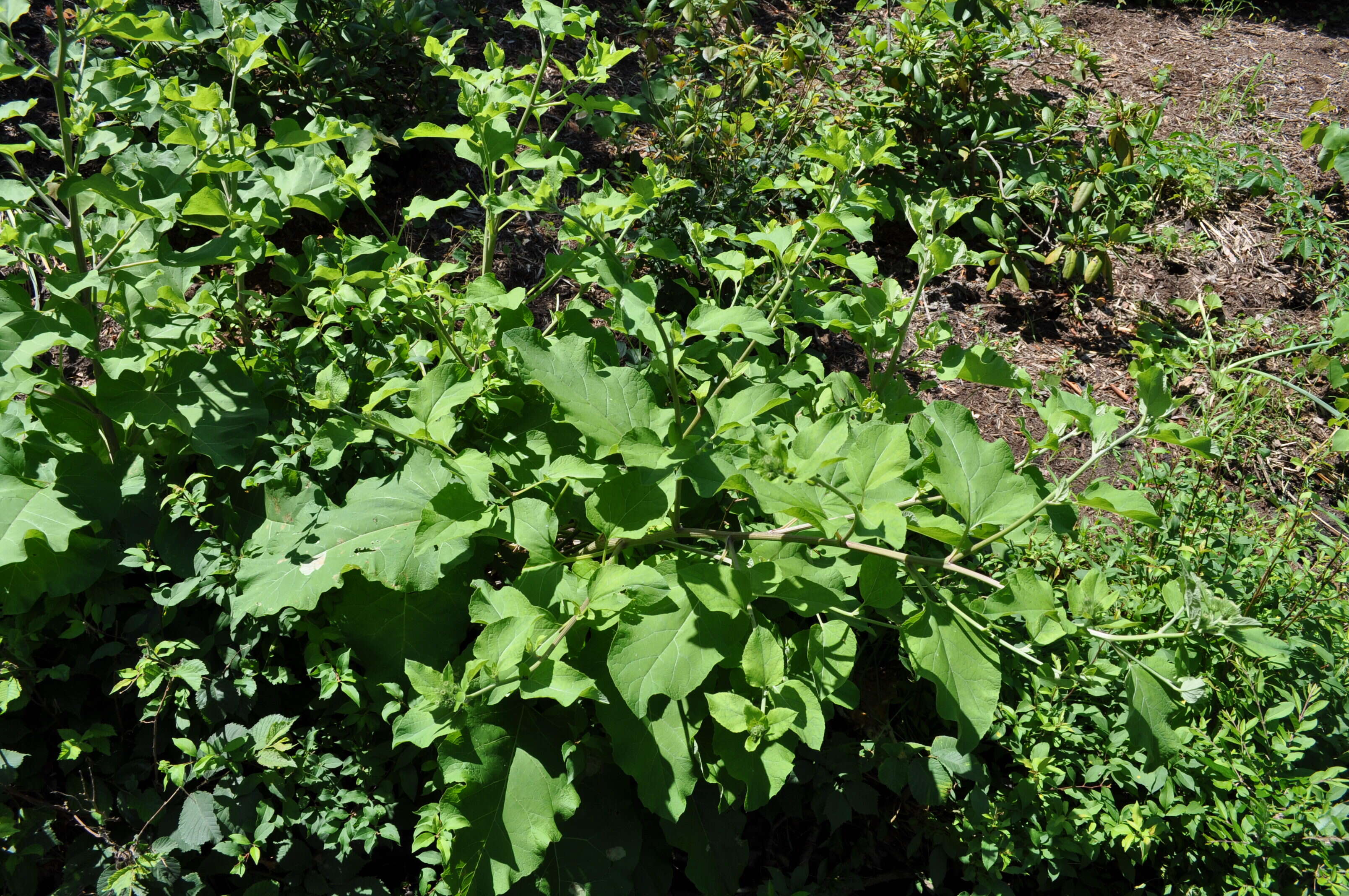 Image of common burdock