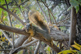 Image of Sciurus subgen. Sciurus Linnaeus 1758