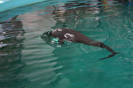 Image of Finless Porpoise