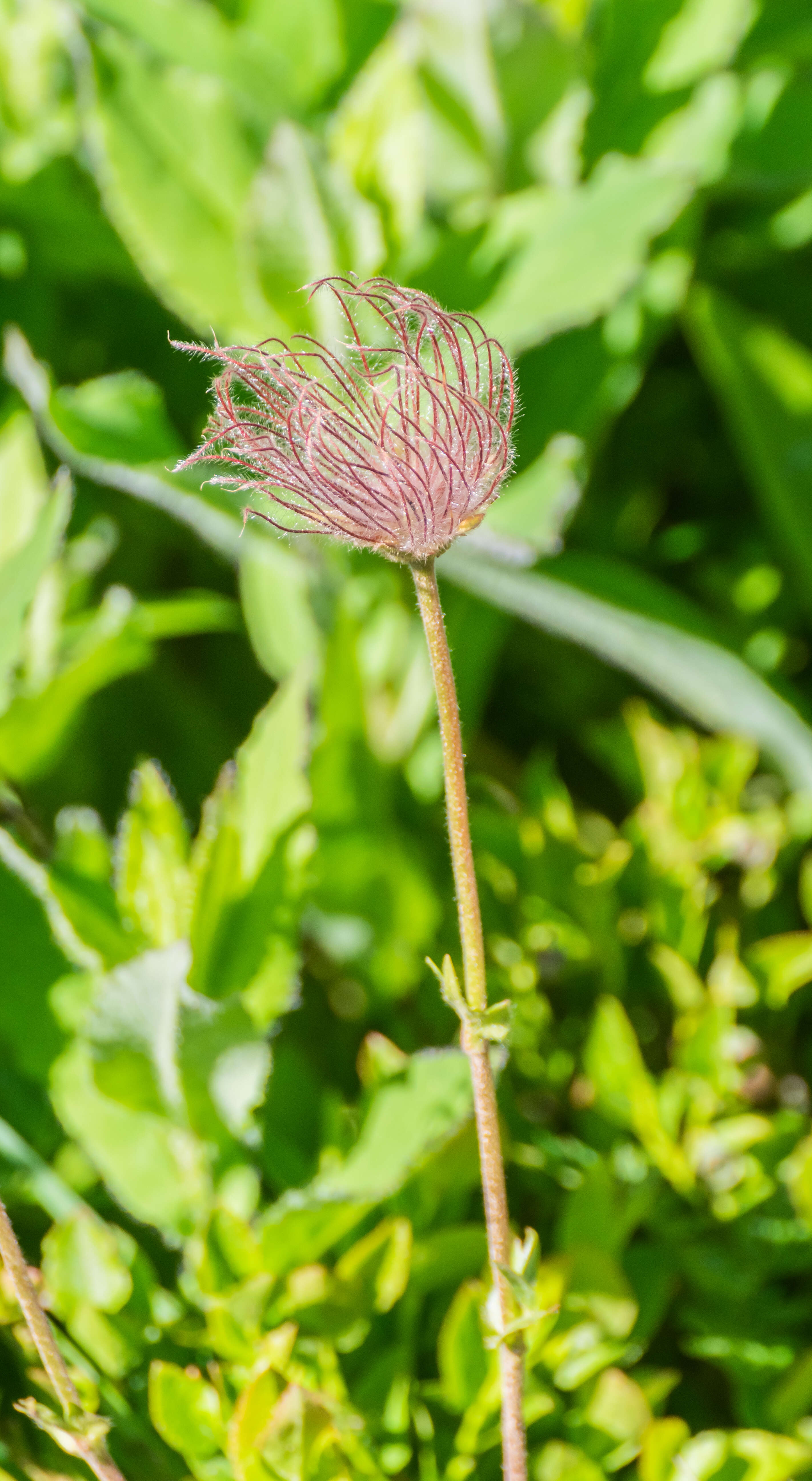 Image of alpine anemone