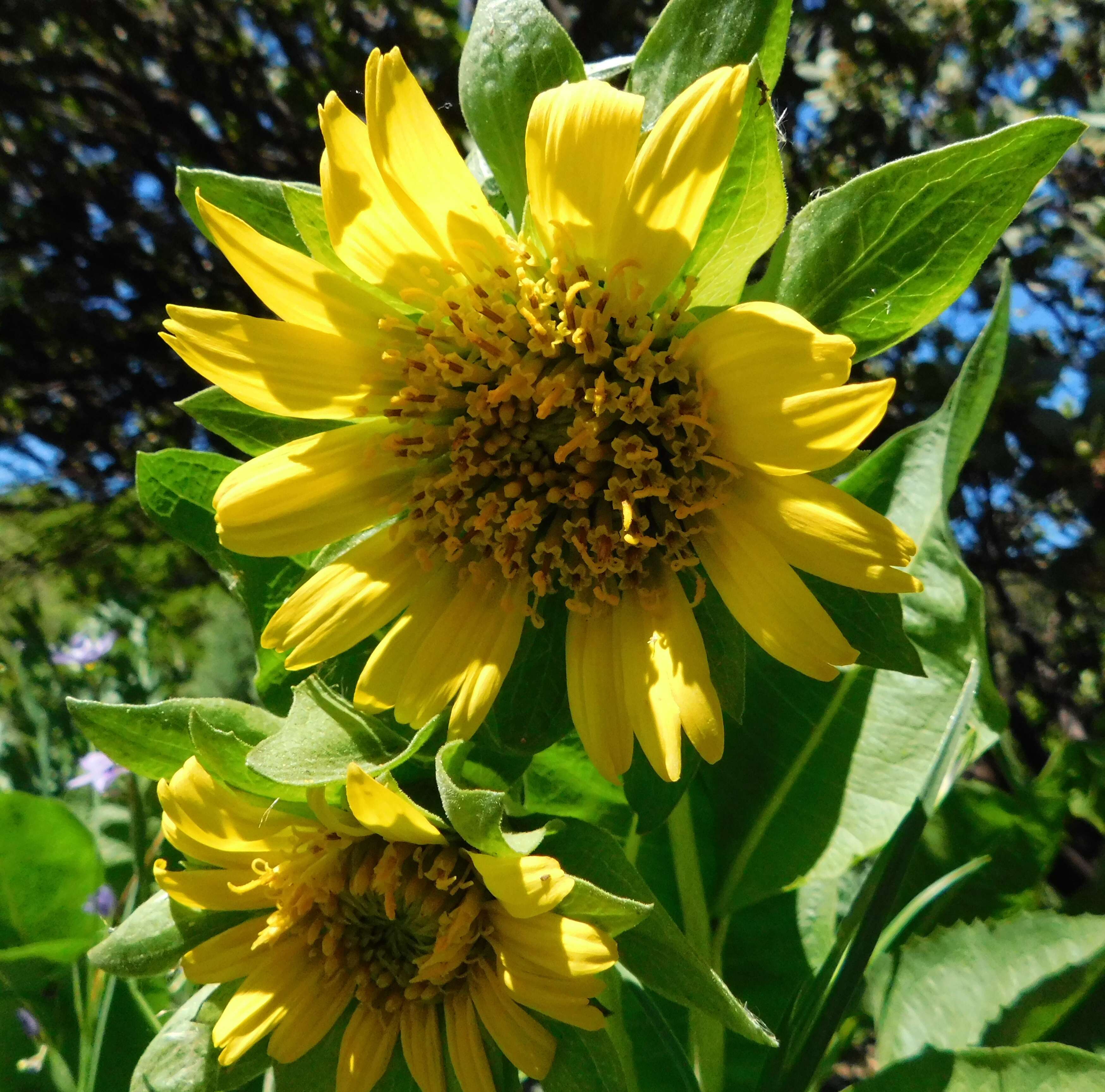 Wyethia angustifolia (DC.) Nutt. resmi