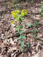 Image of cushion spurge