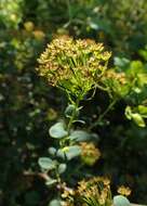 Image of Asian meadowsweet