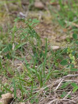 Image of silver hairgrass