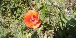 Image of corn poppy