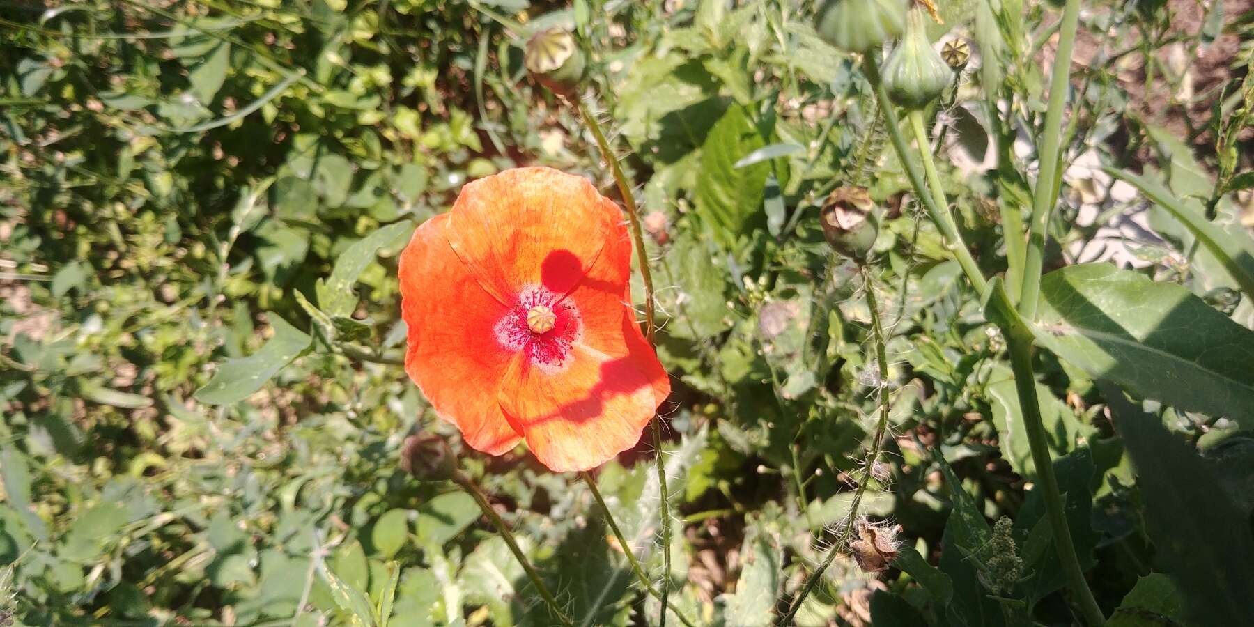 Image of corn poppy