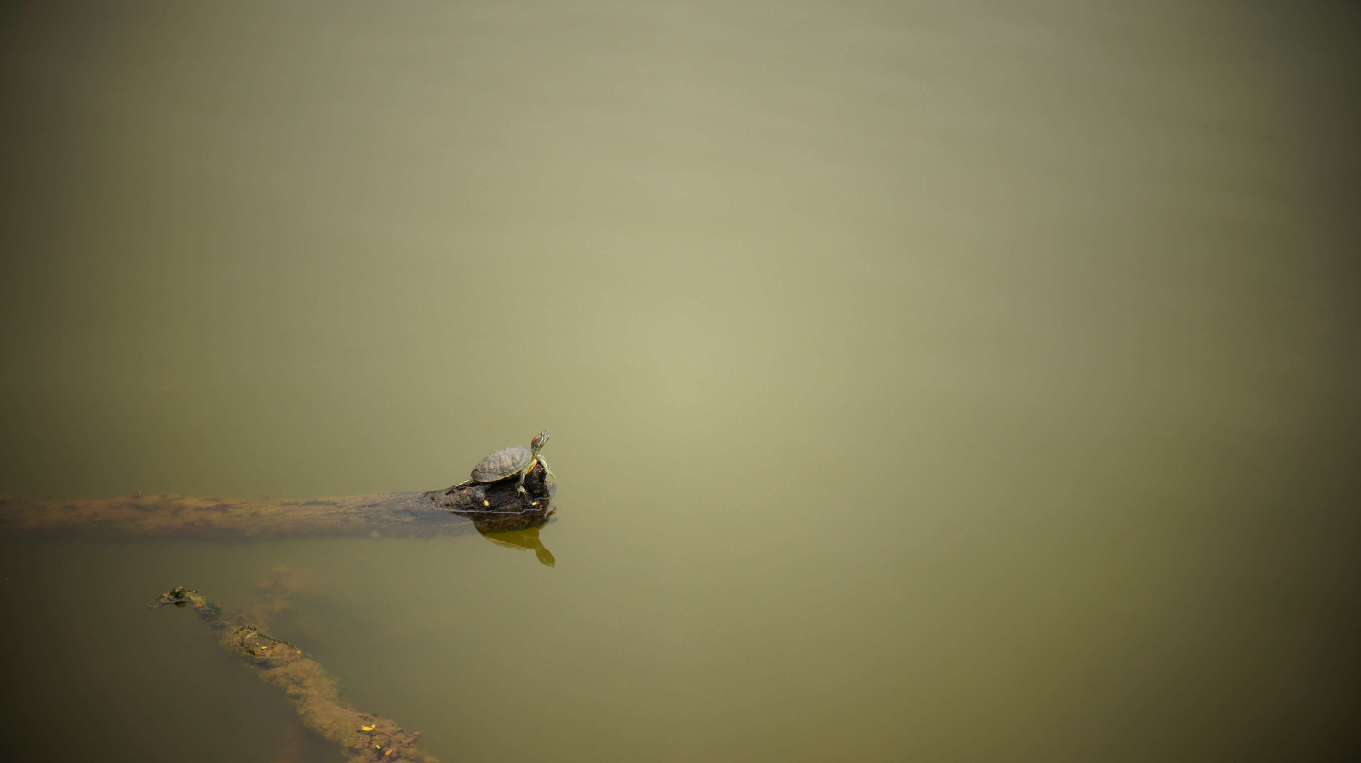 Image of slider turtle, red-eared terrapin, red-eared slider