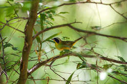 Image of Common Yellowthroat