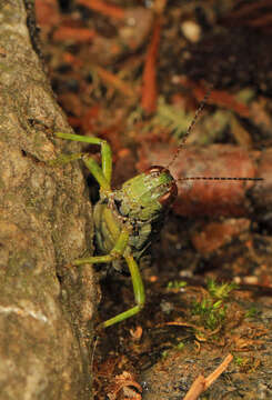 Image of Melanoplus viridipes Scudder & S. H. 1897