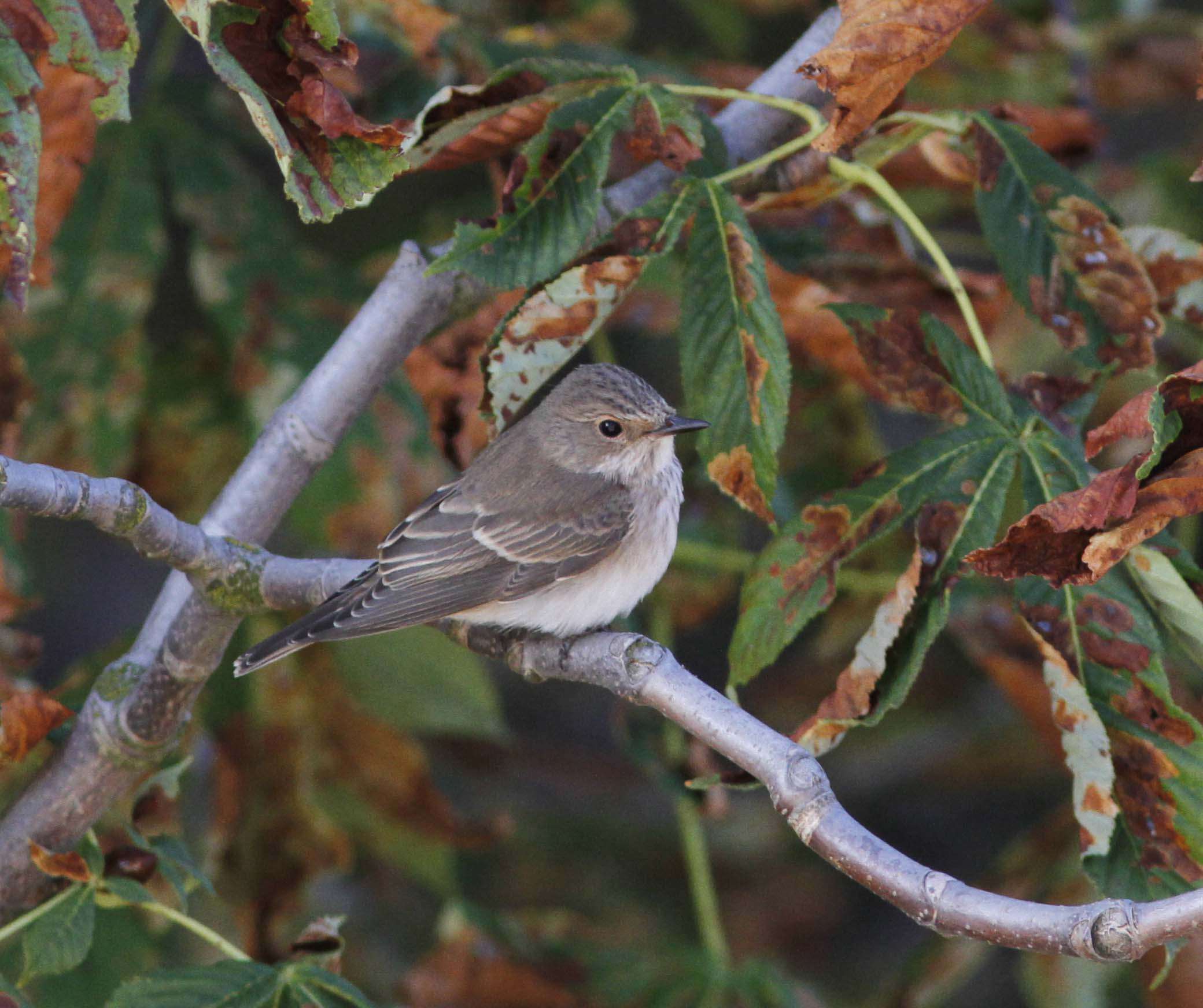 Image of Spotted Flycatcher