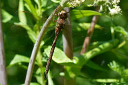 Image of Shadow Darner