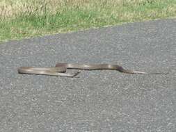 Image of Eastern brown snake