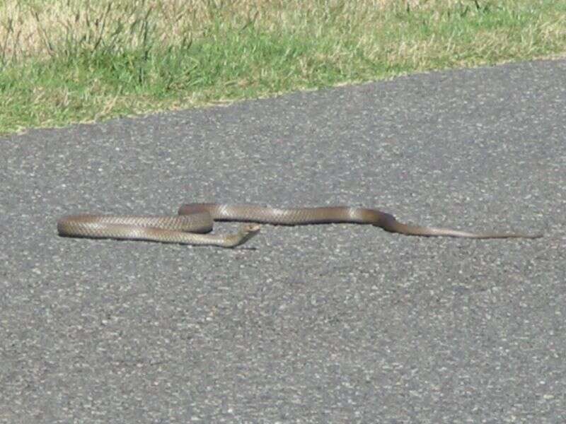 Image of Eastern brown snake