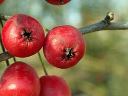 Image of Crataegus microphylla C. Koch