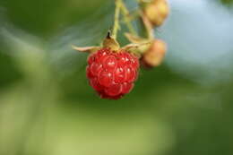 Image of Raspberry