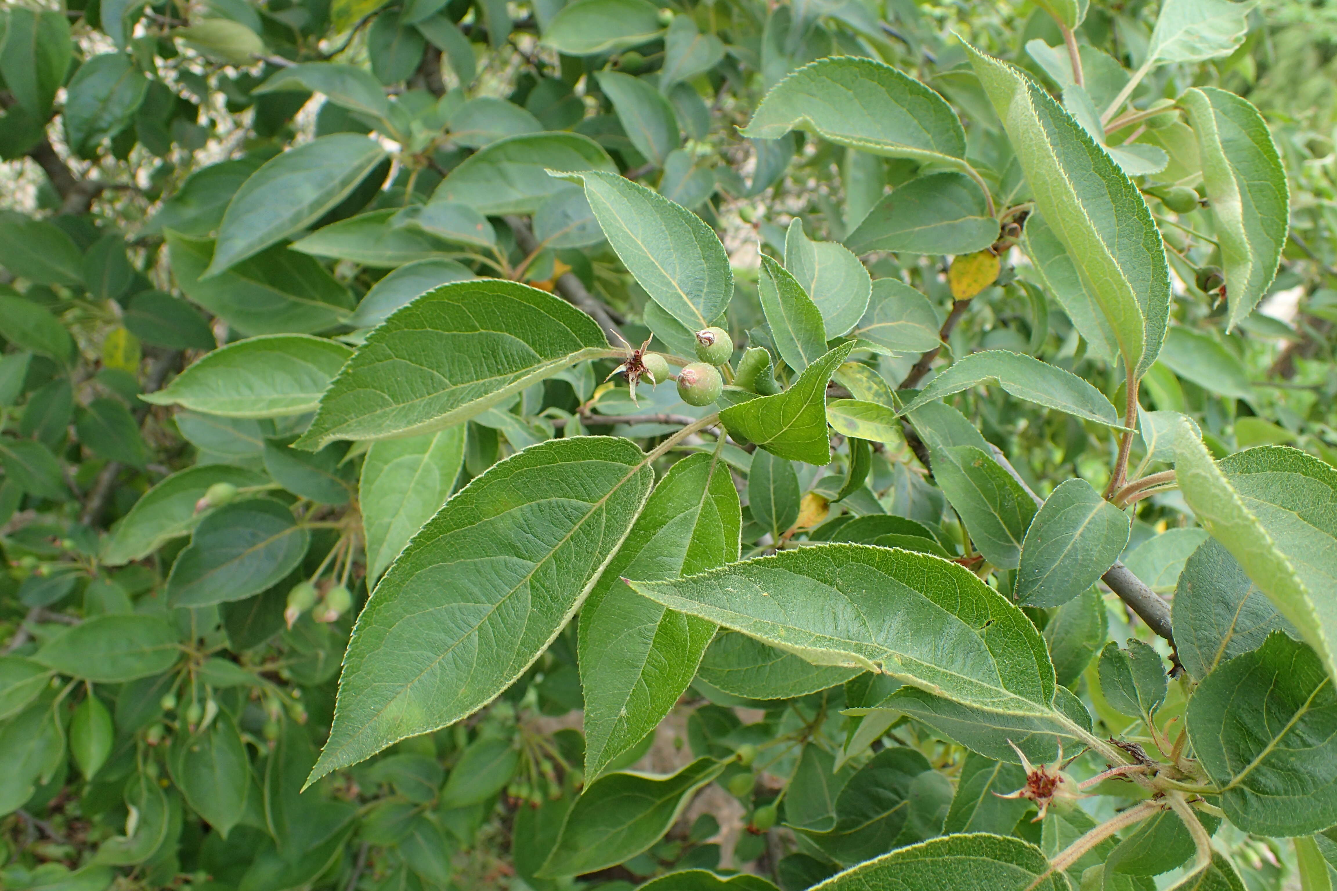 Plancia ëd Malus sikkimensis (Wenz.) Koehne