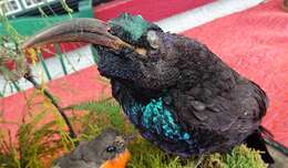 Image of Paradise Riflebird