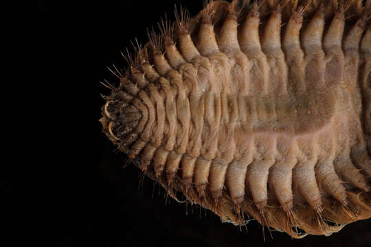 Image of sea mice