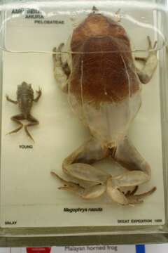 Image of Borneon Horned Frog