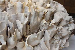 Image of hard coral