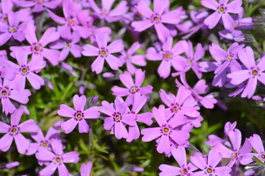 Image of moss phlox