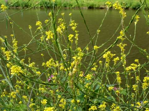 Image of black mustard