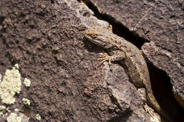 Image of Eastern Fence Lizard