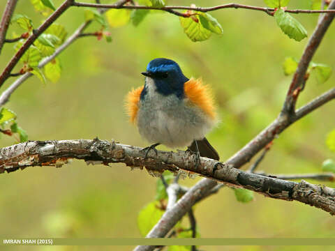 Image of Orange-flanked Bush-Robin