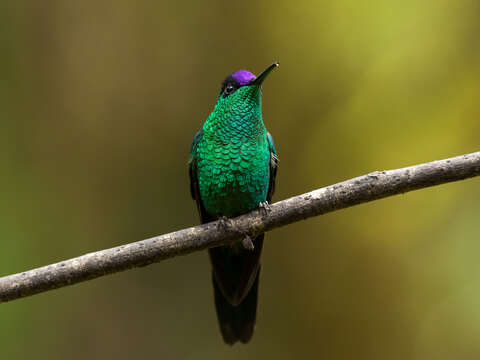 Image of Violet-capped Woodnymph