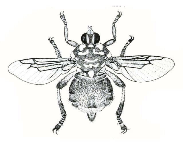 Image of louse flies