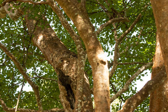 Image of Indian Scops Owl