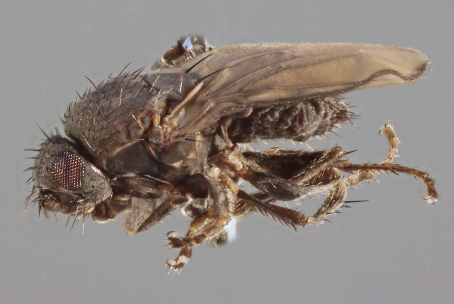 Image of Fly