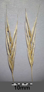 Image of hairy brome