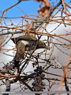 Image of Black-throated Thrush