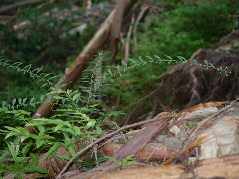 Image of Aster verticillatus (Reinw.) Brouillet, Semple & Y. L. Chen