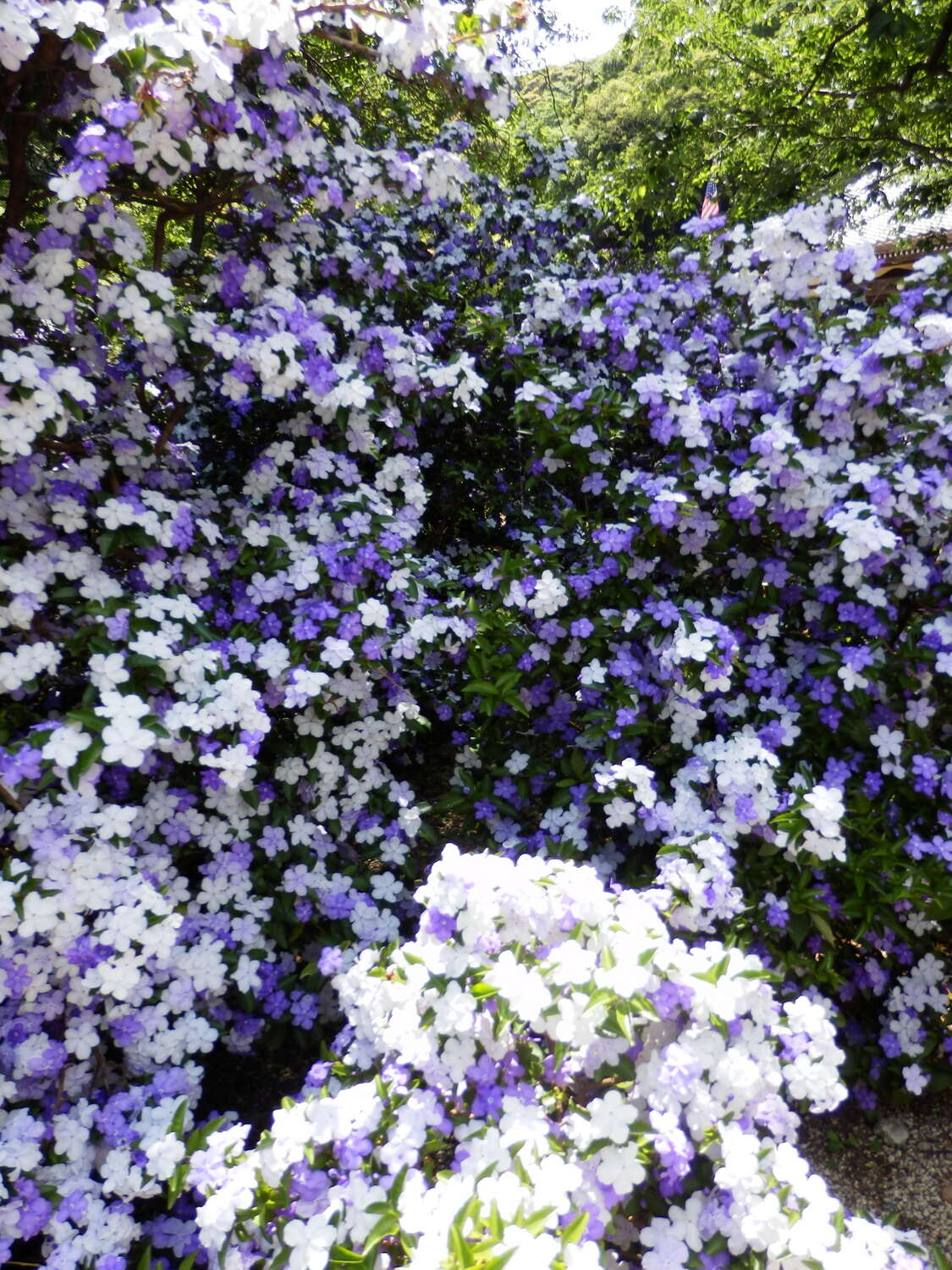 Image de Brunfelsia latifolia (Pohl) Benth.