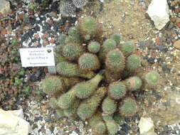 Image of Rebutia minuscula K. Schum.