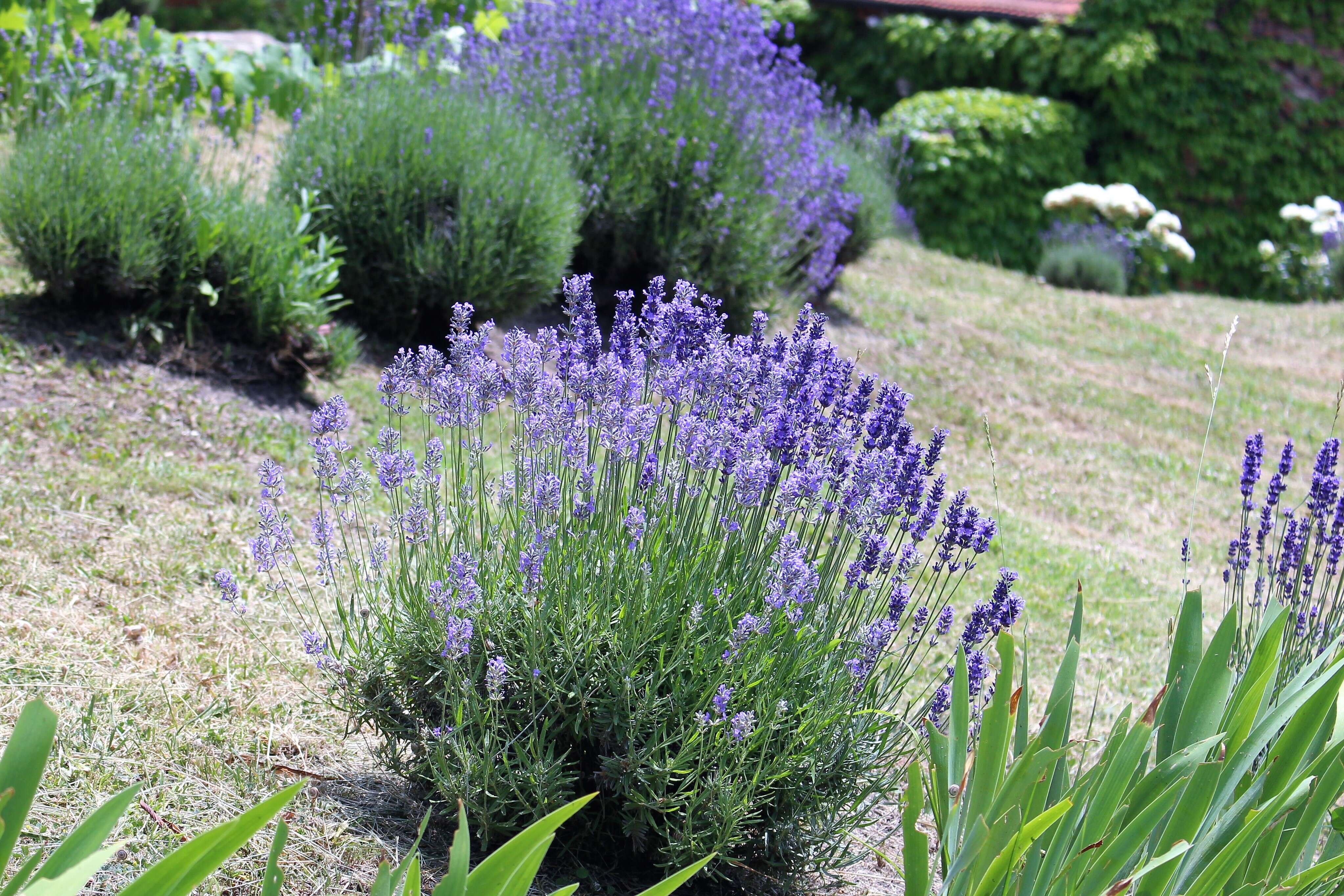 Image of English Lavendar