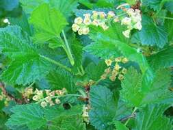 Image of Rock Red Currant