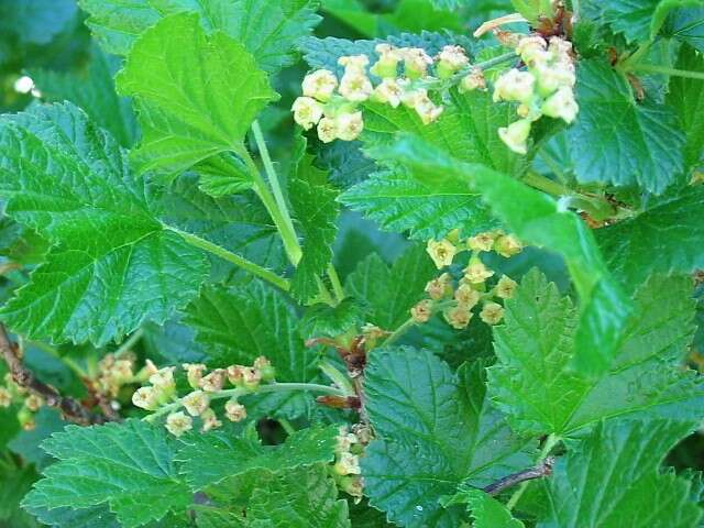 Image of Rock Red Currant